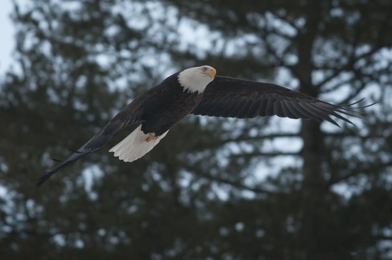 Bald Eagle 